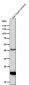 Anti-CDC42 Rabbit Monoclonal Antibody